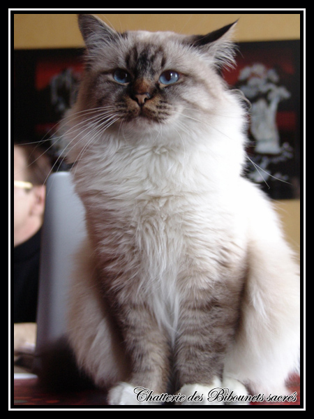 c&eacute;sar